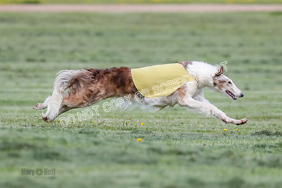 Prelim, Open, Rainbow Vera-8443