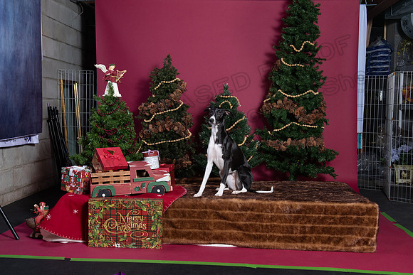 xmas strack-393
