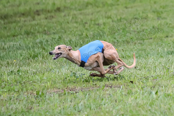 Prelim Open B5, Wiley Pippi Indy-8515