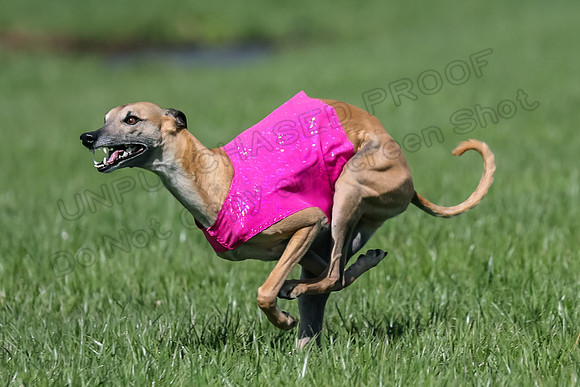 1 Prelim Vet A-1, Karmen Smooch Carney-8393