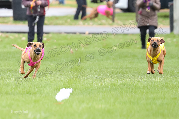 1 Prelim RR Open 2, Kinky Opal-9135