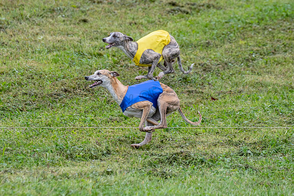 Prelims Open B1, Maverick Checkmate Sparky-3492