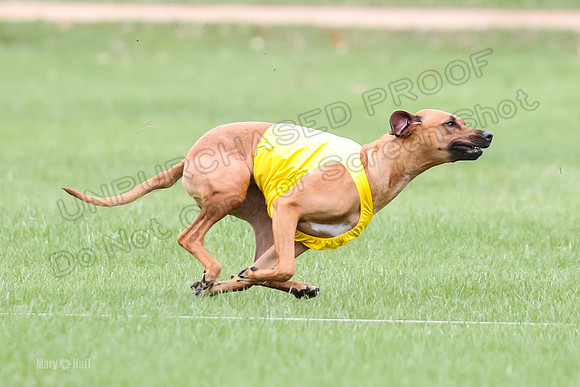 1 Prelim RR Open 2, Kinky Opal-9138