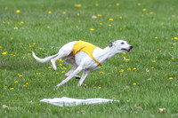 Finals Whippet Veteran-4744
