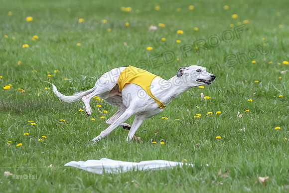 Finals Whippet Veteran-4744