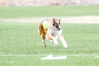 1 Prelims Borzoi Open, Bene-9199