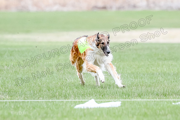 1 Prelims Borzoi Open, Bene-9199