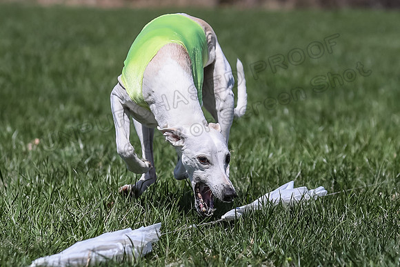 2 Finals Veterans A-2, Suni Mudbug Seven-0910