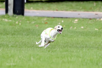 1 Prelims Whippet Open, Reno Wyatt-9207