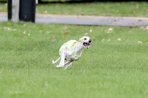 1 Prelims Whippet Open, Reno Wyatt-9207