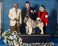 Elkhound 2020-1198