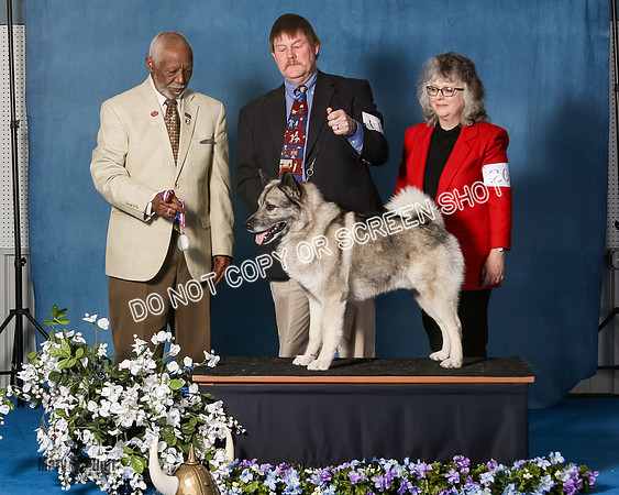 Elkhound 2020-1198