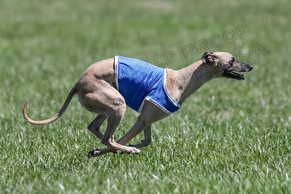 3 Finals Fch A-4, Prim Whisper Harley-5179
