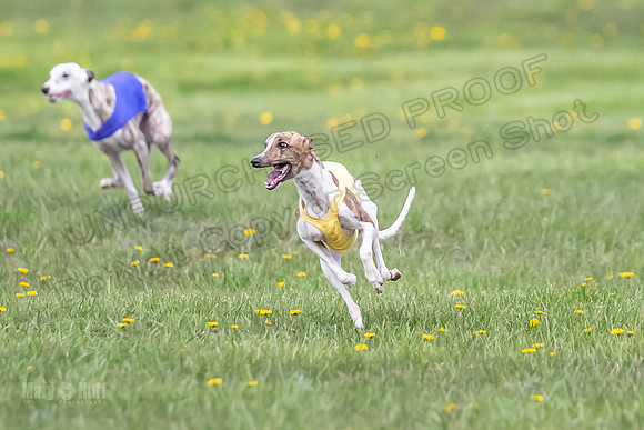 1 Prelim Open E1 Trixie Sneakers Ripley-6566