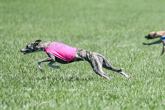 3 Finals Fch A-4, Prim Whisper Harley-5154