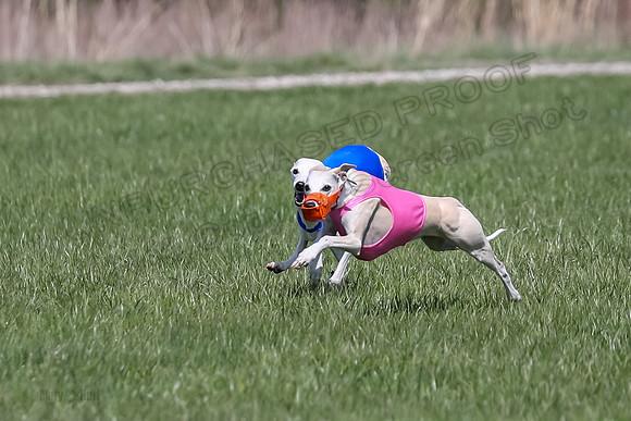 1 Prelim Vet A-3, Winnie Lynesse Suni-8479