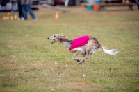 Silken Windhound
