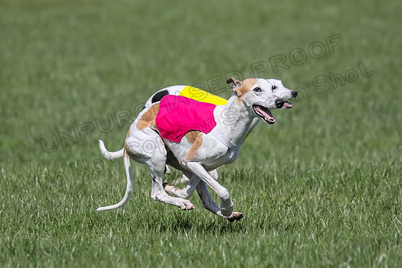 1 Prelim Vet A-5, Harlee Mudbug-8600