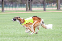 1 Prelims Borzoi Open, Bene-9204