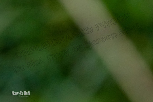 FCE4I6841