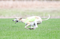 1 Prelims Whippet Open, Reno Wyatt-9219