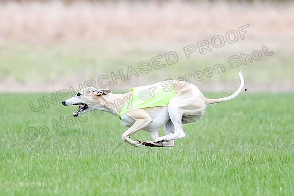 1 Prelims Whippet Open, Reno Wyatt-9219