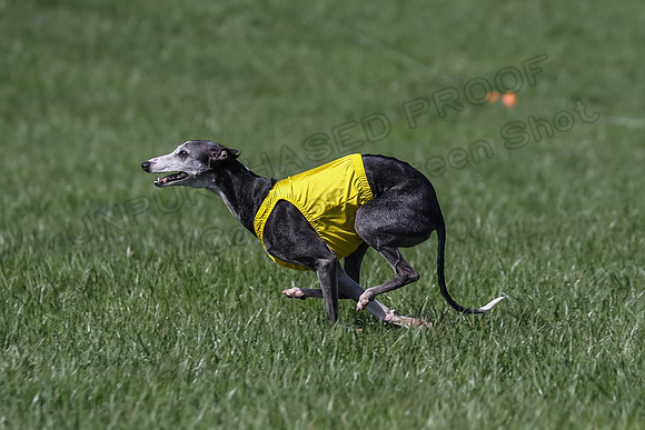 1 Prelim Vet A-3, Winnie Lynesse Suni-8502