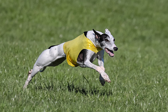 1 Prelim Open D-3, Bobbi Vintage Splenda-7307
