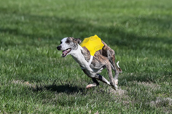1 Prelim Fch B-2, Captain Mantle King Midas-3618