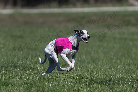 1 Prelim Fch B-4, Darling Echo-3658