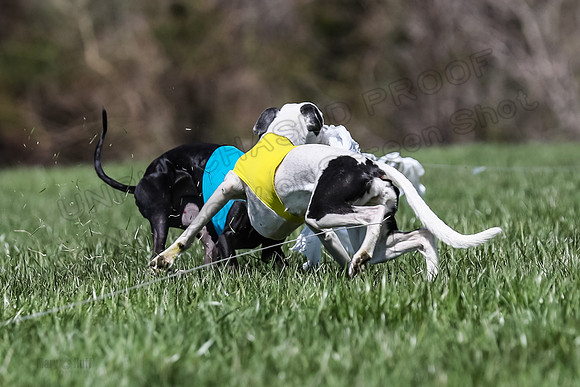 2 Finals Veterans A-3, Harlee Smooch titan-0946