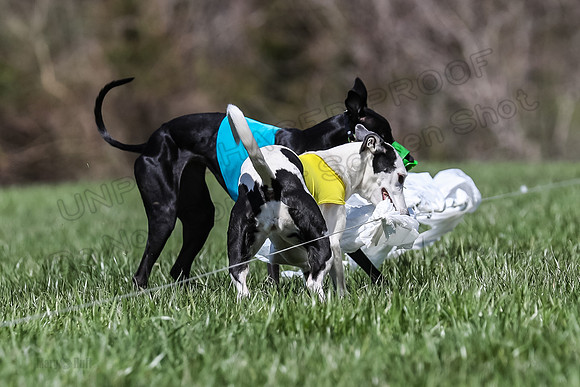 2 Finals Veterans A-3, Harlee Smooch titan-0950