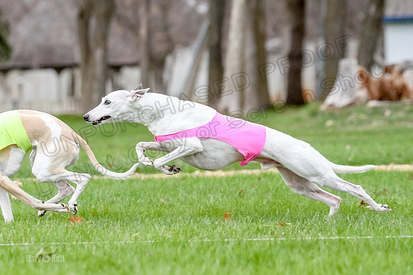 2 Finals Whippet Open, Reno Wyatt-9389