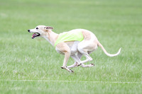 1 Prelims Whippet Open, Reno Wyatt-9228