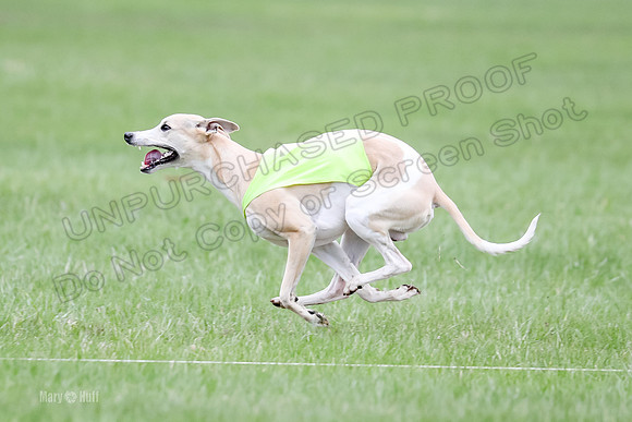 1 Prelims Whippet Open, Reno Wyatt-9228