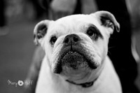 Flyball Candids March 2016