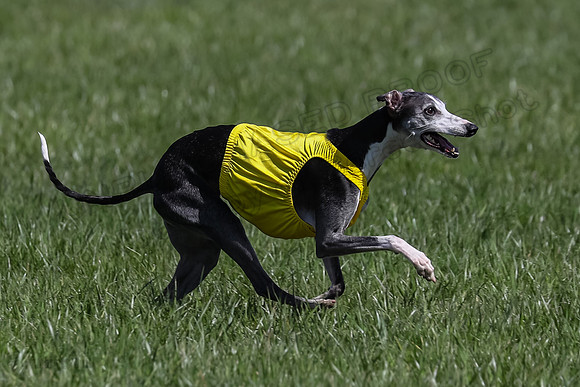 1 Prelim Vet A-3, Winnie Lynesse Suni-8524