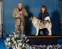 Elkhound 2020-1079