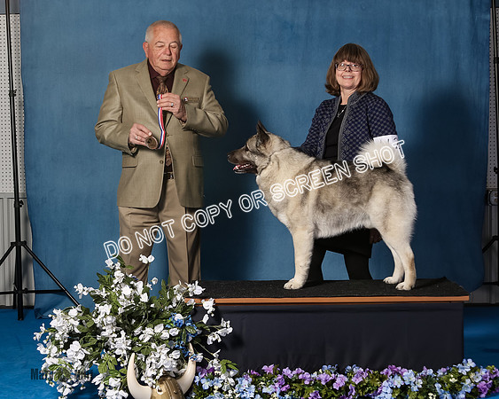 Elkhound 2020-1079