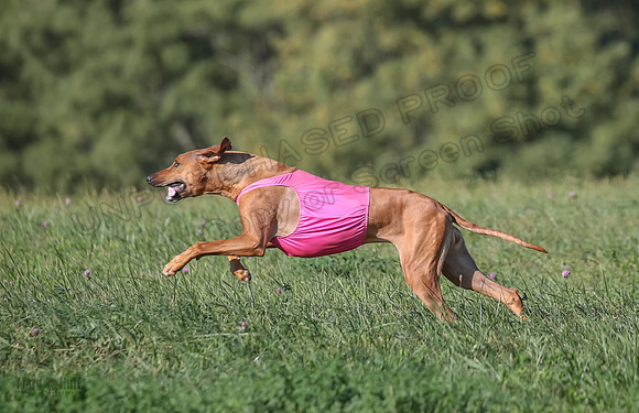 1 Prelims Vet 2 Xena Libby-5362