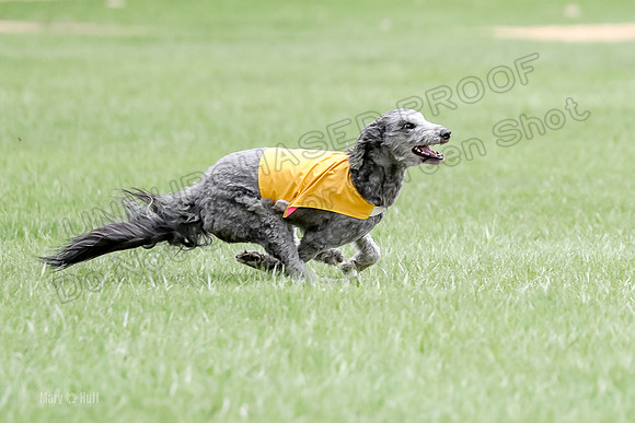 1 Prelims LCI Ellie-0023