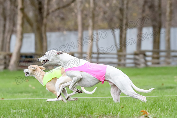 2 Finals Whippet Open, Reno Wyatt-9393