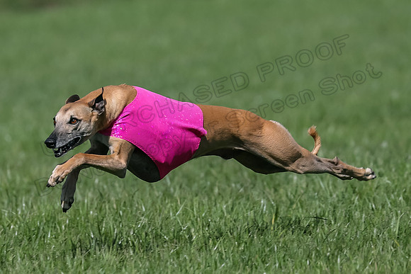 1 Prelim Vet A-1, Karmen Smooch Carney-8390