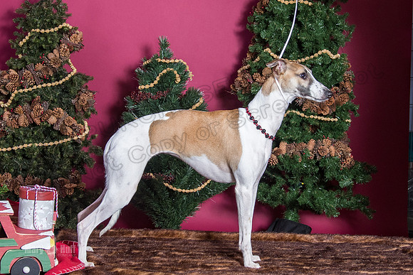 xmas Arthur-638