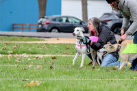 2 Finals Whippet Open, Reno Wyatt-9377