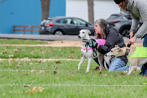 2 Finals Whippet Open, Reno Wyatt-9377
