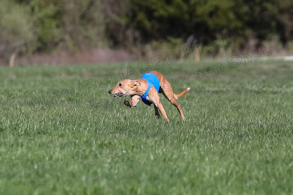 1 Prelim Fch B-2, Captain Mantle King Midas-3602