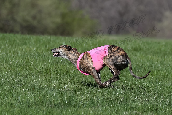 1 Prelim Fch B-5, Sealli Janey-3706