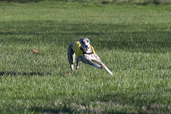 1 Prelim Open A-2, Smoke Sassy Aria-3010