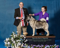 Elkhound 2020-1111-Edit